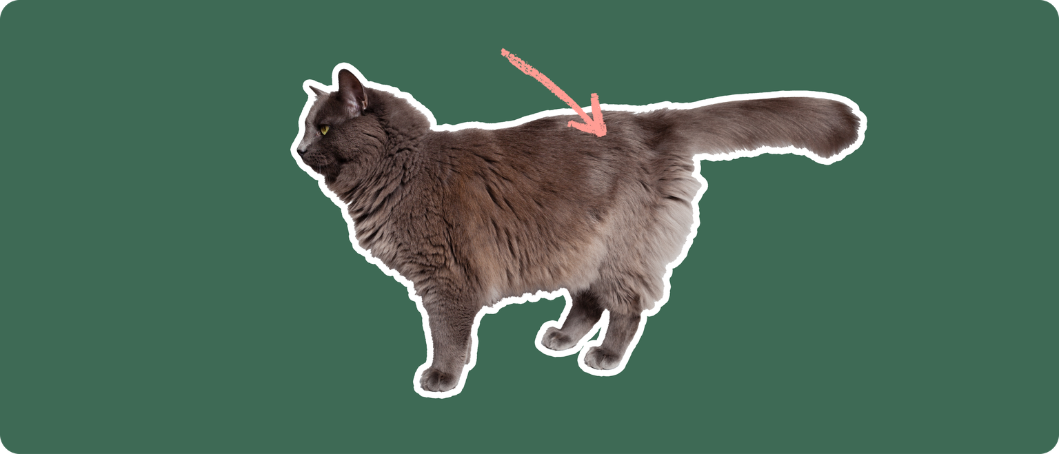 The sideview of a fluffy dark grey cat cut out with a white outline, with a pink arrow pointing to it's back, on a solid green background