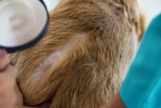 A veterinarian is examining a dog with dermatitis with a magnifying glass. Vet examining dog with bad yeast and fungal infection on skin and body