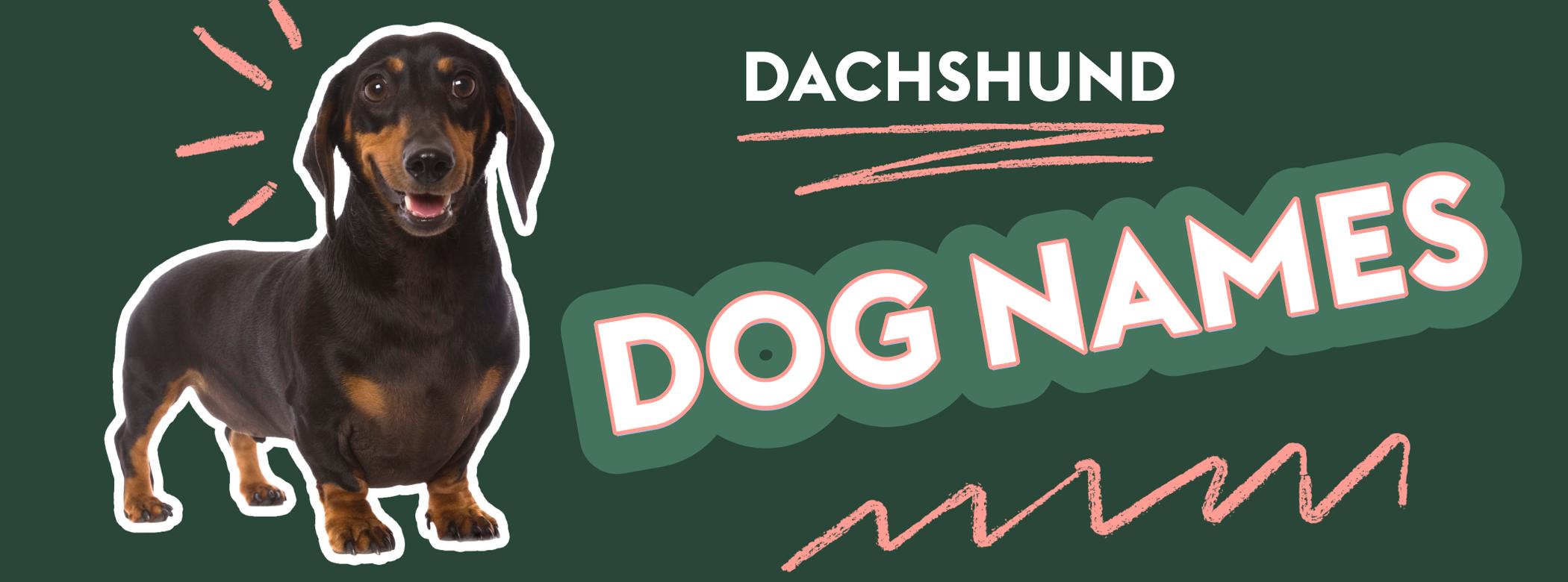 The image features a dachshund dog on the left side with the text "Dachshund Dog Names" in bold letters on the right. The background is dark green, and the text is accented with pink highlights and squiggly lines for emphasis.