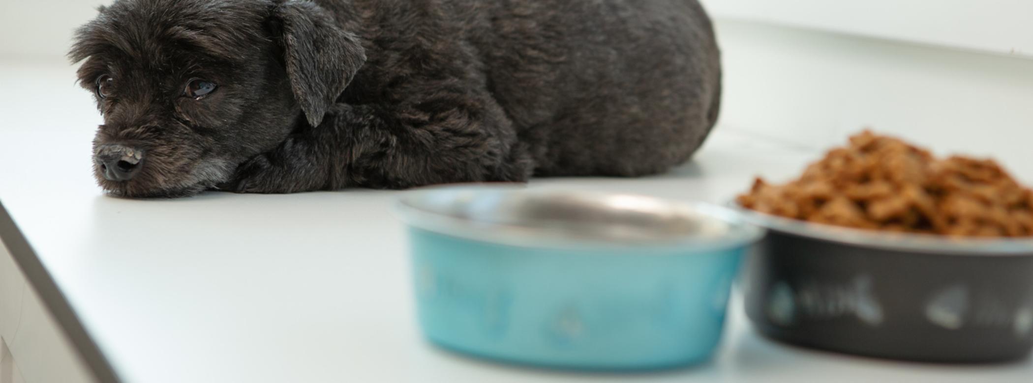 Sick Black mixed small dog laying beside his food bowls