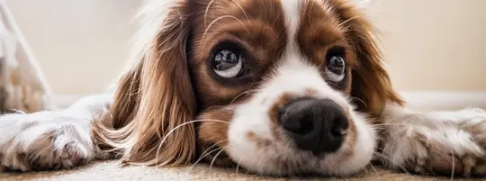 Puppy Eyes That Melt Your Heart