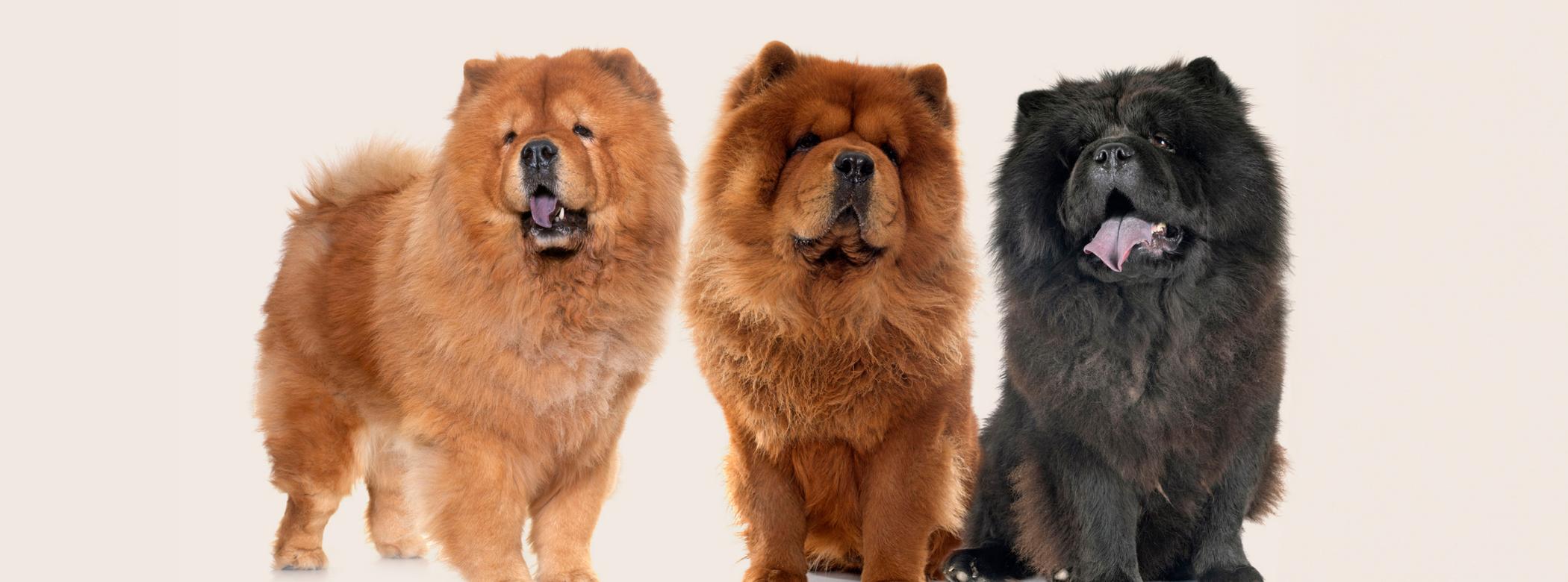 Chow chow dog