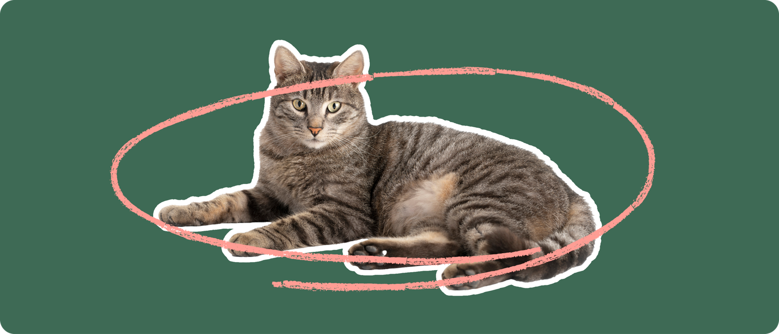 Domestic shorthair cat laying down cut out with a white stroke, on a green background, with a pink circle around it's body
