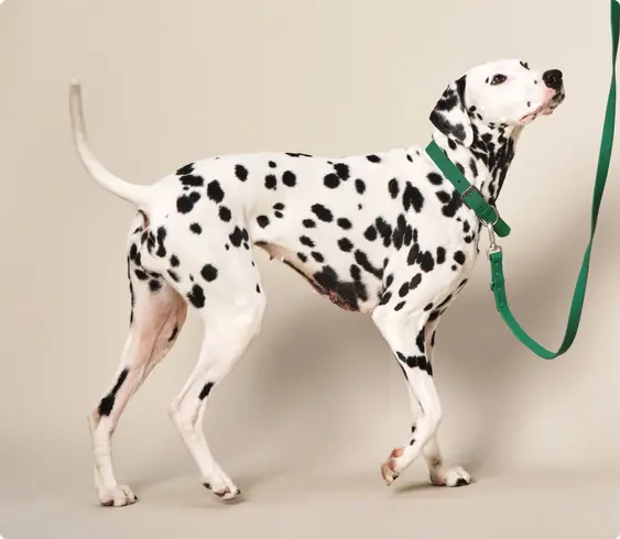 Dalmatian