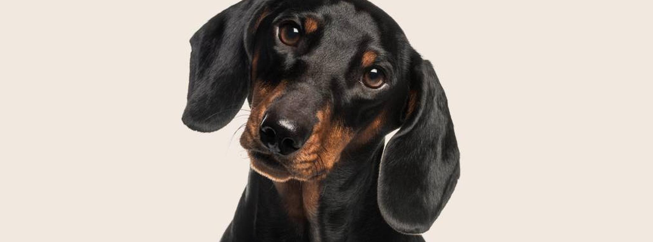 Dachshund sitting with head tilted