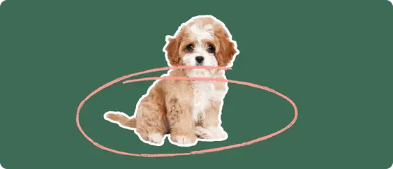 Cavapoo