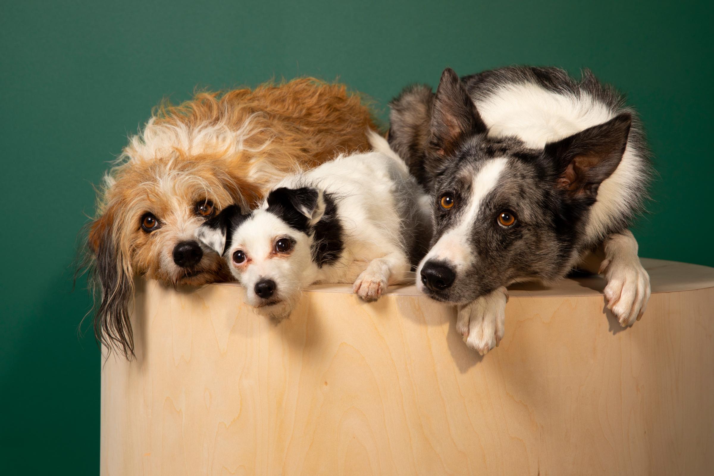 three dogs sitting on a wooden platform and looking sad