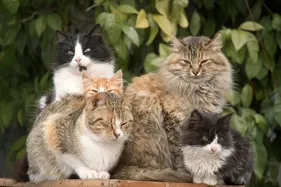 Five cats sitting together