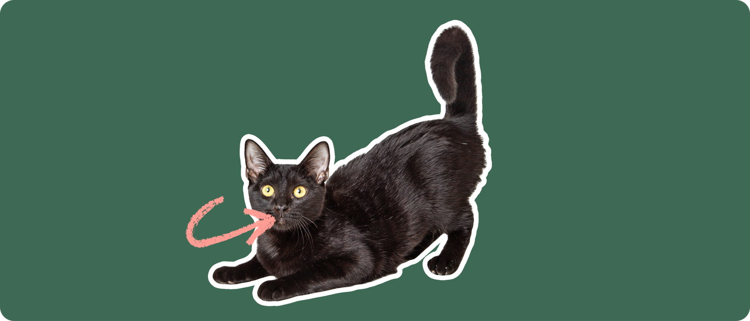 A black Bombay cat cut out with a white outline, with a pink arrow pointing to it's mouth, on a solid green background.
