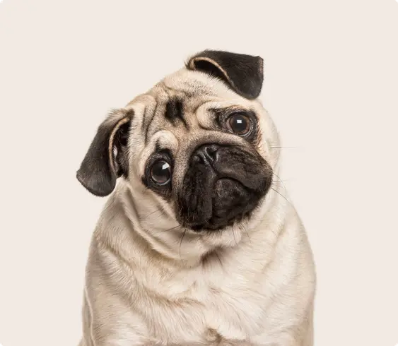 Pug on beige background