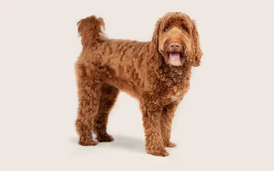 labradoodle