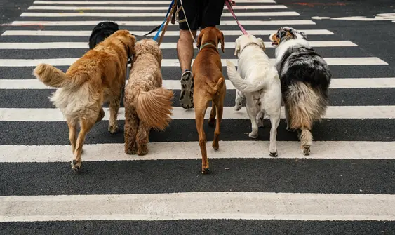 Man crossing a zebra crossing in a city while walking six dogs