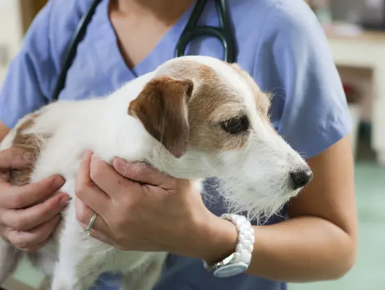 A nervous Jack Russell is calmed by a female veterinarian in an animal hospital prior to a surgical procedure.