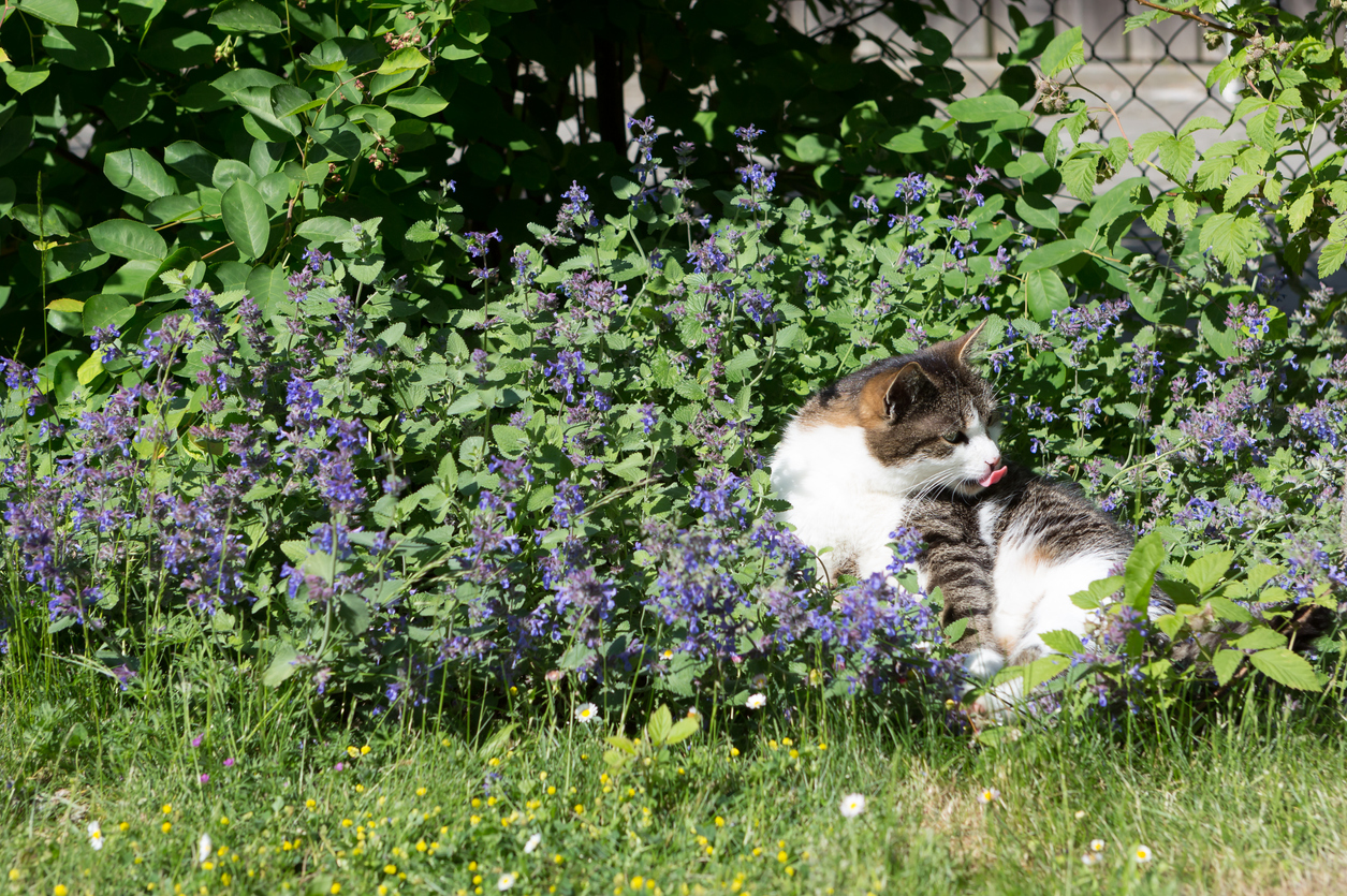 Image of a cat surrounded by lavender plants
