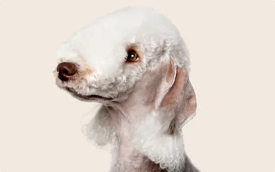 Close up of a Bedlington Terrier's face