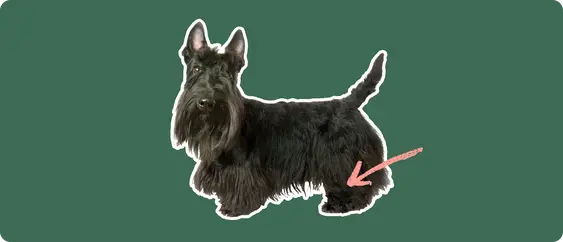 A Scottish Terrier cut out with a white outline, with a pink arrow pointing to it's back leg, on a solid green background