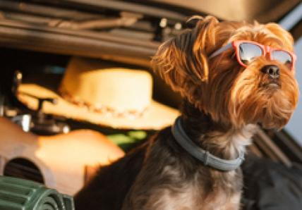 Dog wearing sunglasses sitting in car boot