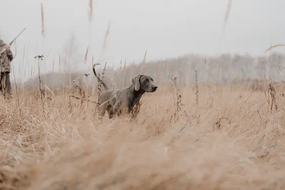weimaraner dog training for hunting on the field