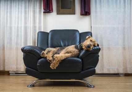 dog on sofa