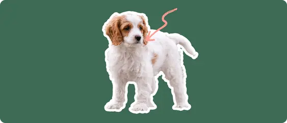 Cavachon puppy