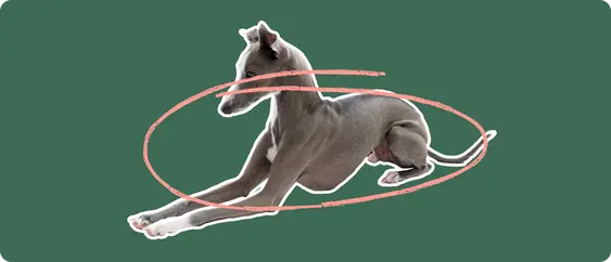 Image of a grey Italian Greyhound with a pink arrow drawn over its body