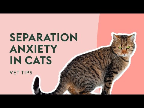 How Can I Help My Cat’s Separation Anxiety? | Vet Tips