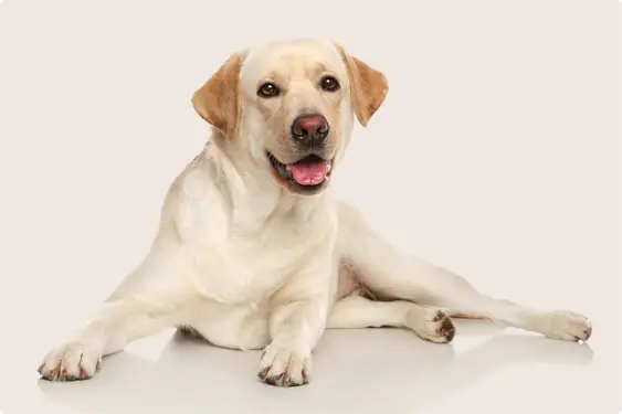 lab