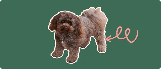 A curly brown Pomapoo dog cut out with a white outline, with a pink arrow pointing to it's back leg, on a solid green background