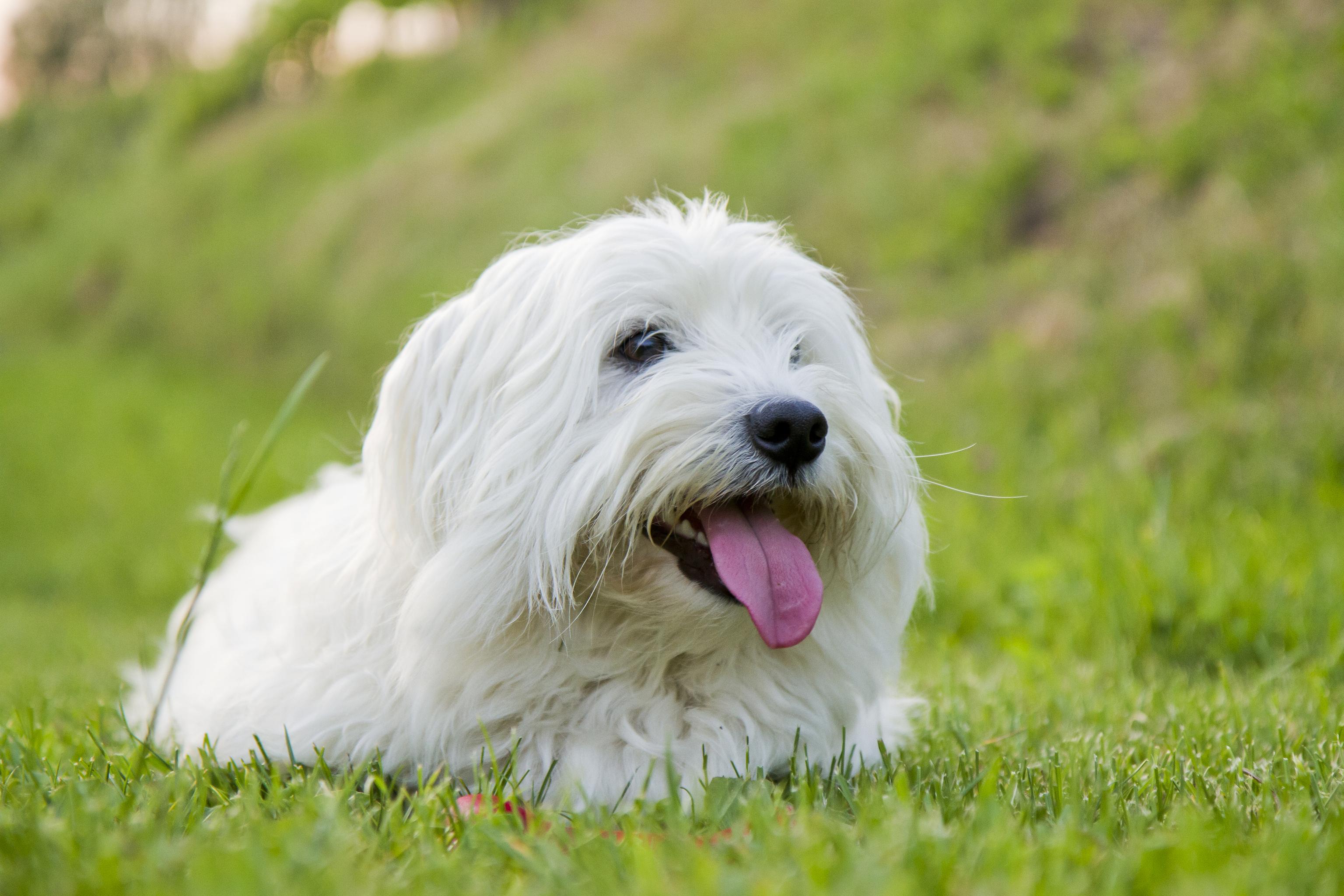 Image of a white Coton de Tulear laying on the grass outside