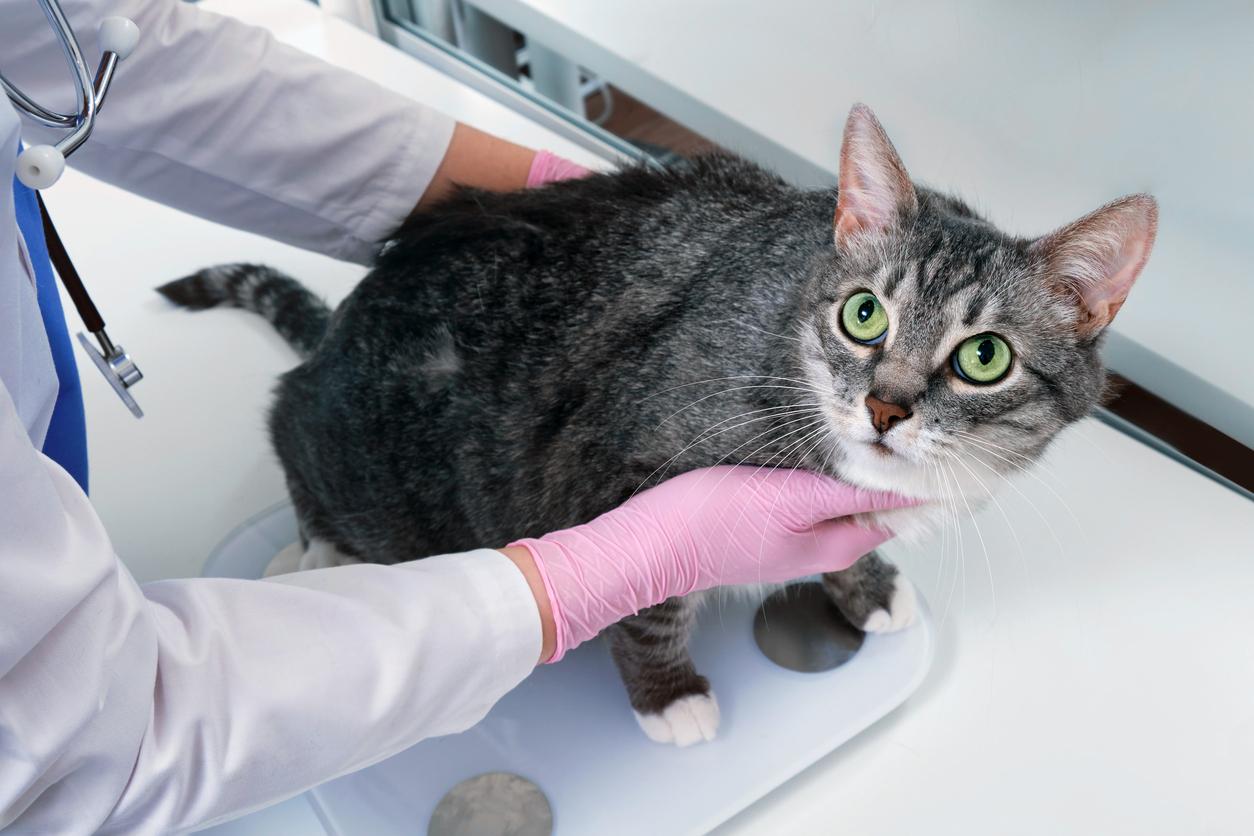 he veterinarian weighs an overweight pet on a scale, fat cat