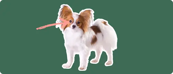 Papillon with a pink arrow drawn to its eye