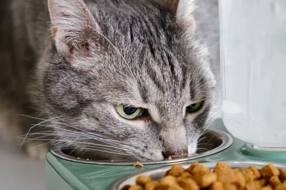 Grey senior cat eats dry food from a green bowl against a white brick wall. An adult pet with green eyes at a plate of cat food. Ten year old pet
