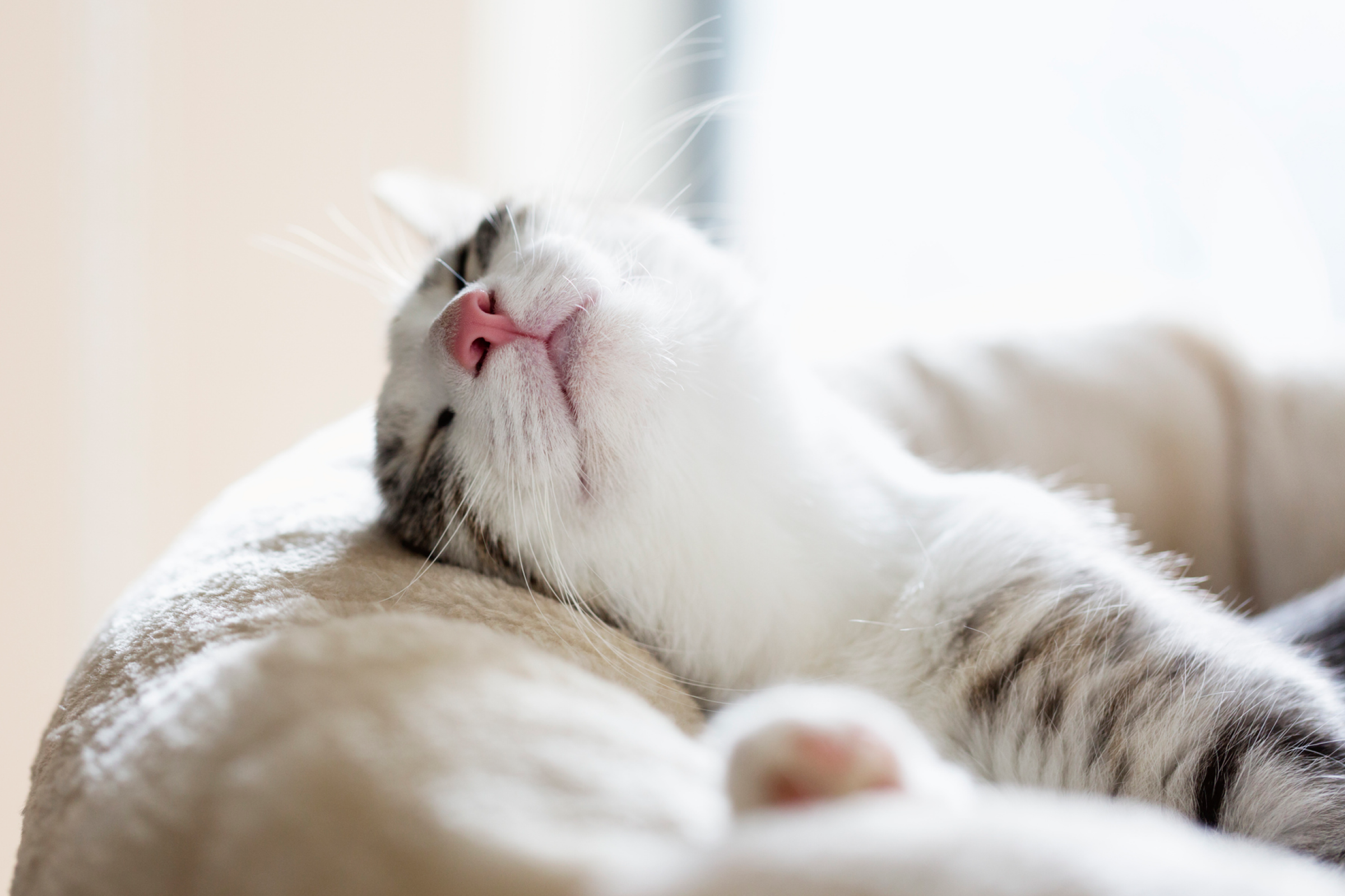 close up of a white cat with a pink nose sleeping
