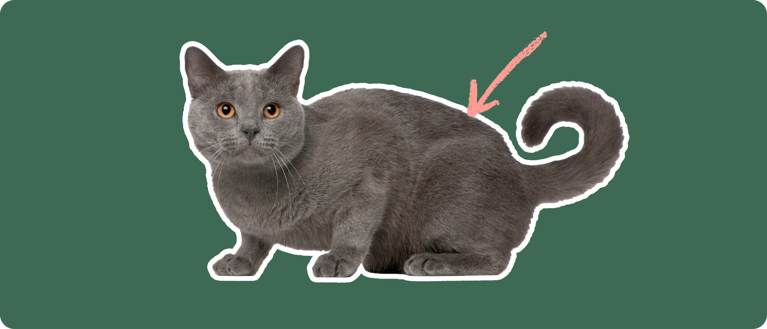 A grey cat with orange eyes cut out with a white outline, with a pink arrow pointing to it's back, on a solid green background