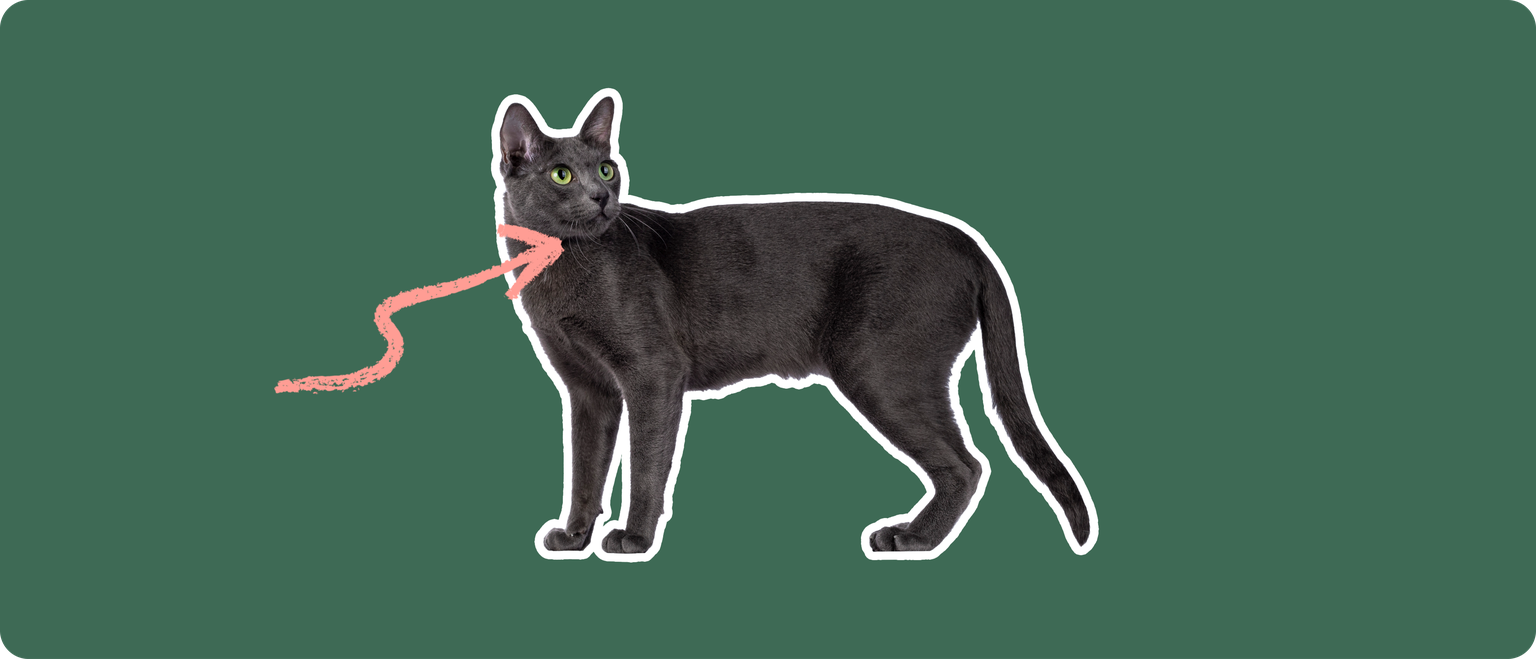 A Korat cat cut out with a white outline, with a pink arrow pointing to it's neck, on a solid green background