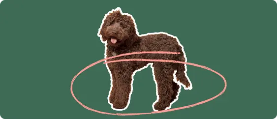 Labradoodle