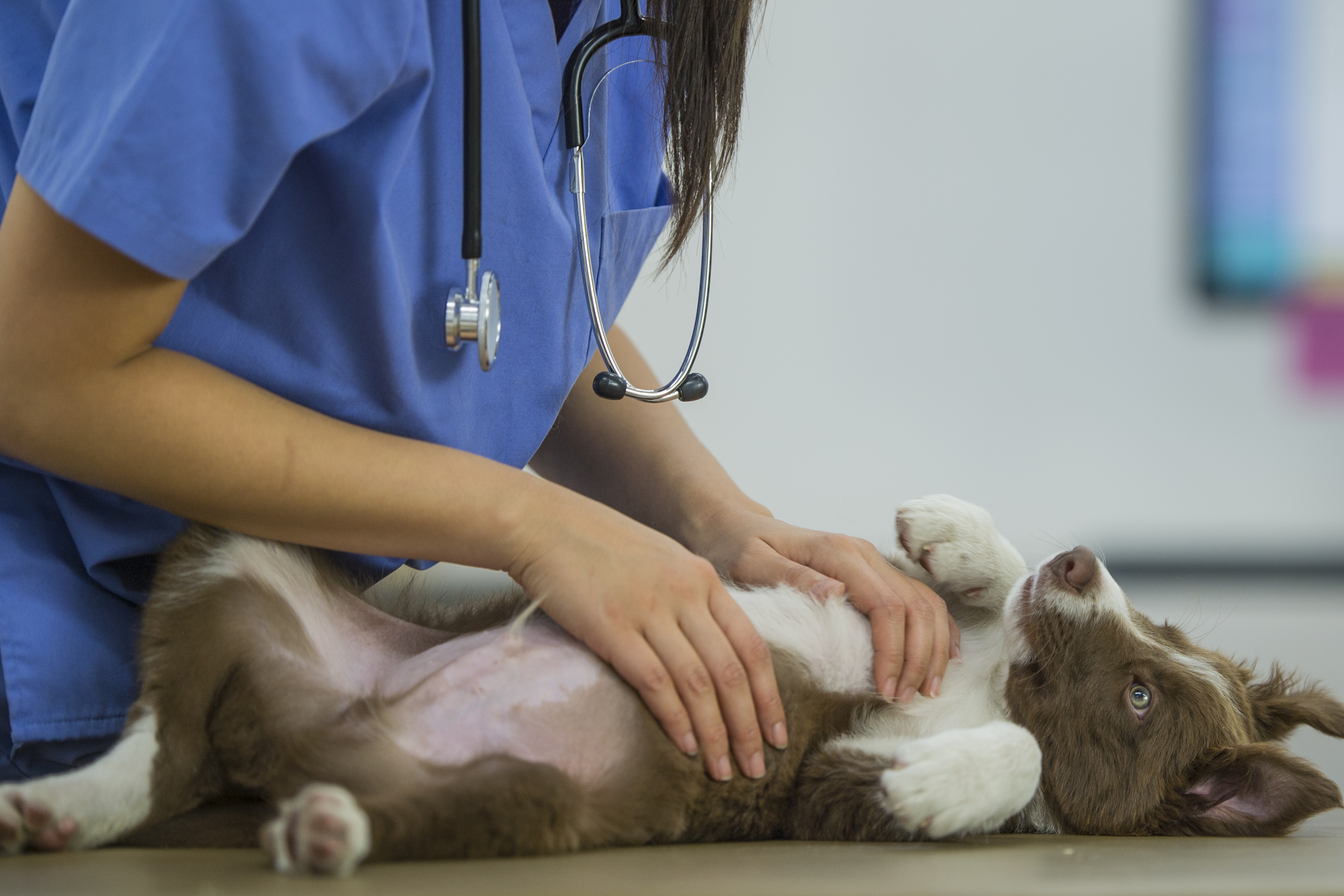 A brown Border Collie puppy shows their stomach as they're petted by a vet
