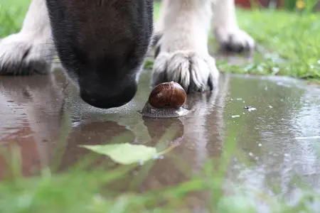 dog with snail
