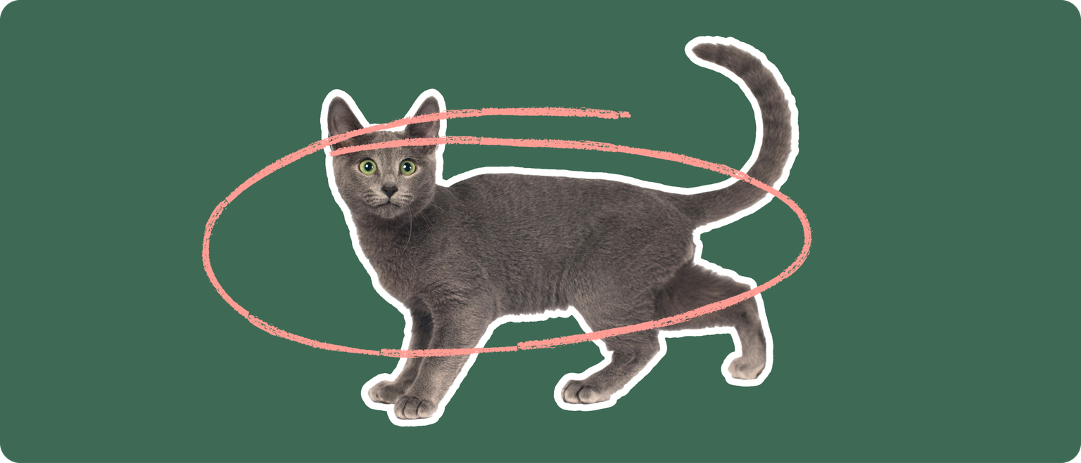 Russian Blue