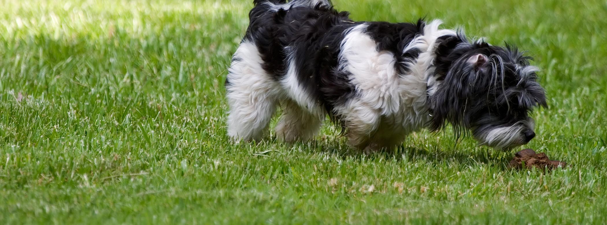 Dog sniffing poo