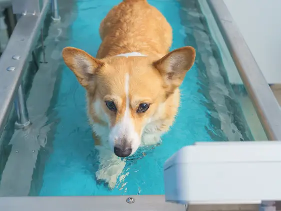 overhead shot of corgi dog doing hydrotherapy on a water treadmill