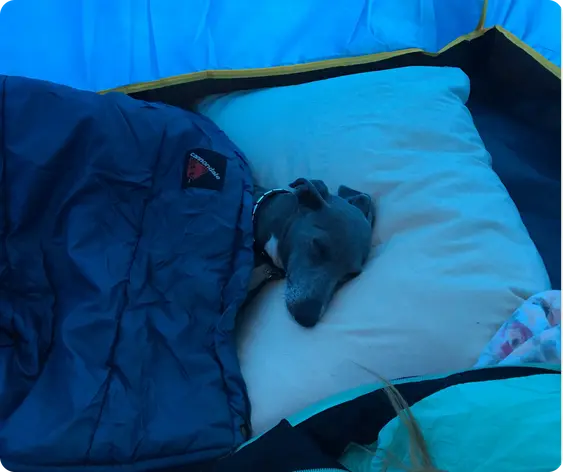 An adorable Italian Greyhound curled up inside a cozy sleeping bag, enjoying a peaceful nap.