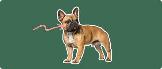 French bulldog