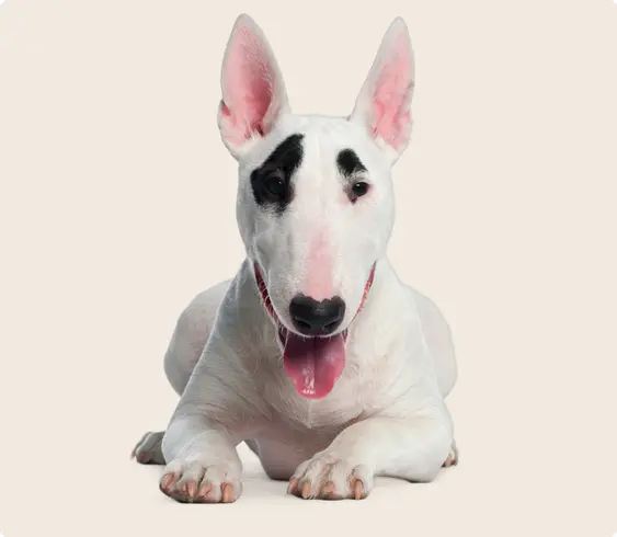 Image of a Bull Terrier lying down and looking into the camera