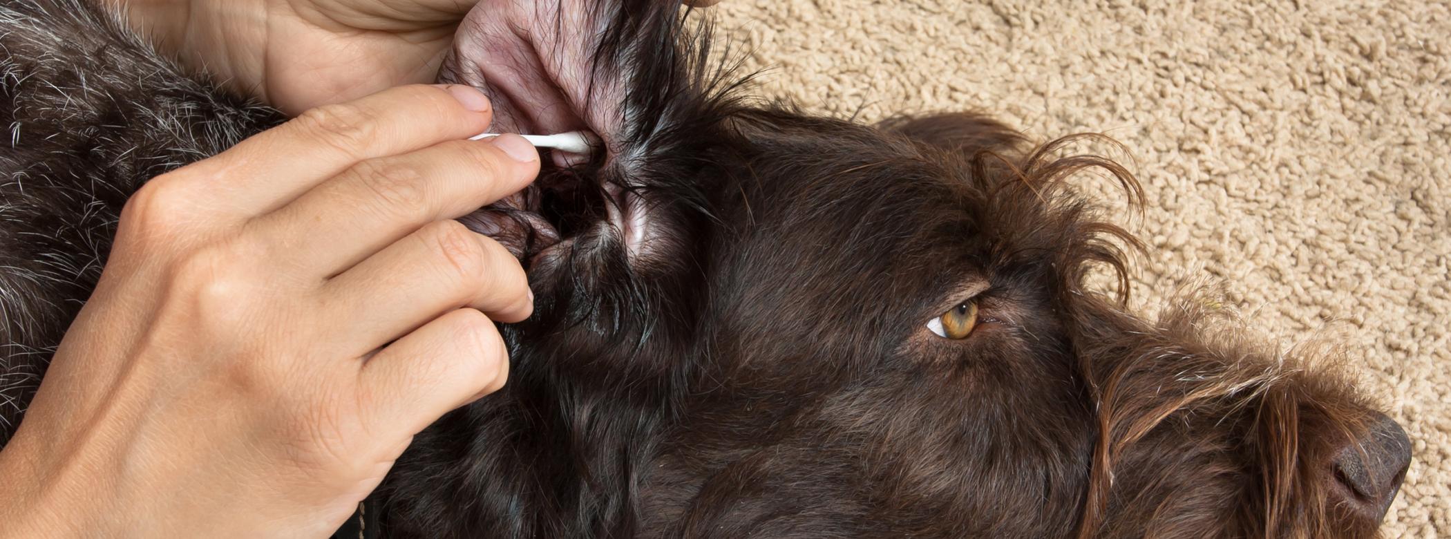 A human hand using a q-tip to clean a brown dog's ear