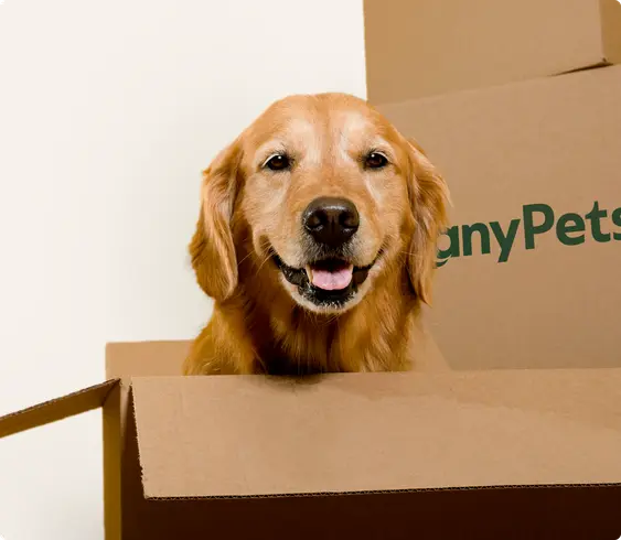 golden retriever in a box