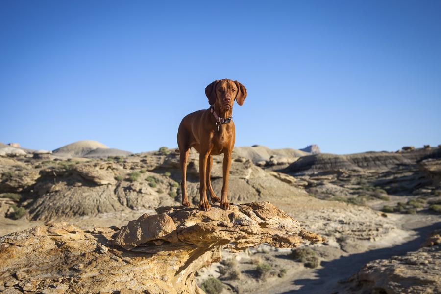 A brown Vizsla stands and looks into the camera, they're in an arid, desert area and the weather is hot