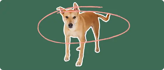 Carolina Dog with a pink circle drawn around its body