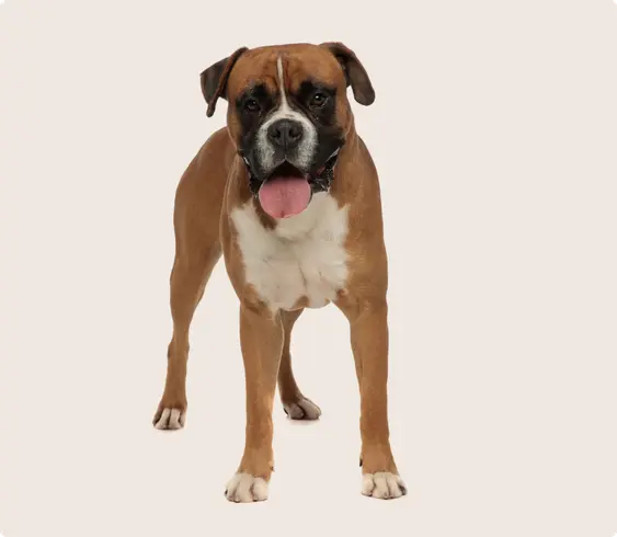 A Boxer dog standing, with a tawny coat and white chest, panting and looking directly at the camera, against a plain beige background.