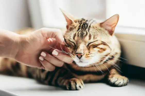 Woman stroking a brown cat and it purrs